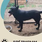 Znaleziono psa, Dąbrówka, 21 kwietnia 2025