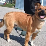 Znaleziono psa, Pieckowo, 16 kwietnia 2025