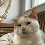 Znaleziono kota, Chojnice, 10 kwietnia 2025