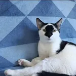 Znaleziono kota, Grudziądz, 4 kwietnia 2025