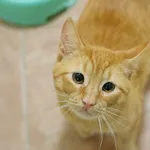 Znaleziono kota, Wałbrzych, 4 kwietnia 2025