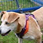 Pies do adopcji, Tychy, 10 lutego 2025