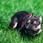 Znaleziono psa, Racławice, 18 kwietnia 2025