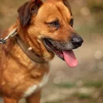 Pies do adopcji, Dłużyna Górna, 26 kwietnia 2025