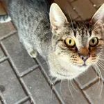 Znaleziono kota, Chojnice, 10 kwietnia 2025