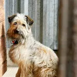 Znaleziono psa, Wałbrzych, 17 kwietnia 2025