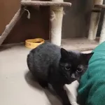 Dzidka - ur. ok. 01.01.2019r.