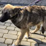 Pies do adopcji, Ropczyce, 31 marca 2025