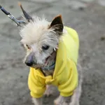 Znaleziono psa, Wałbrzych, 10 kwietnia 2025