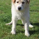 Pies do adopcji, Grudziądz, 18 kwietnia 2025