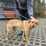 27.03.2025 - Sucha / 012500134