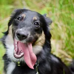 Znaleziono psa, Sosnowiec, 18 kwietnia 2025