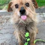 Farciarz - ur. ok. 01.03.2021 r.