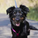 Znaleziono psa, Sosnowiec, 9 kwietnia 2025