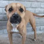 Kwarta to suka przywieziona w dniu 15.04.2025r młoda, czujna, ostrożna do obcych, średnia