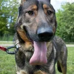 Pies do adopcji, Kraków, 11 kwietnia 2025