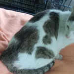 Znaleziono kota, Toruń, 24 kwietnia 2025