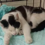 Znaleziono kota, Toruń, 24 kwietnia 2025