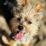 Pies do adopcji, Dłużyna Górna, 26 kwietnia 2025