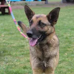 Pies do adopcji, Grudziądz, 7 kwietnia 2023