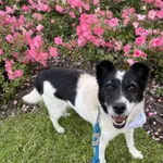 Pies do adopcji, Włocławek, 26 kwietnia 2025