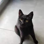 Kot do adopcji, Olsztyn, 10 kwietnia 2025