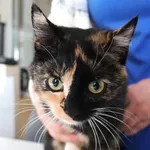 Zaginął kot, Łódź, 24 kwietnia 2025