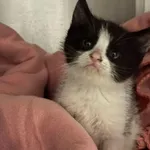 Znaleziono kota, Lublin, 25 kwietnia 2025