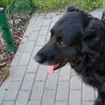 Pies odnaleziony w dniu 28.04. 2025 r. w LPKiW Myślęcinku.