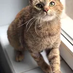 Znaleziono kota, Lublin, 23 kwietnia 2025