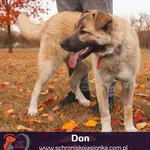 Don