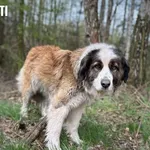 Pies do adopcji, Rytlów, 29 kwietnia 2025