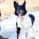 Łatek - mądry, wesoły, wychowany psiak!