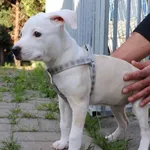 Kama