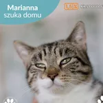 Kot do adopcji, Starogard Gdański, 29 kwietnia 2025