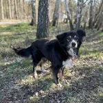 Pies do adopcji, Rytlów, 29 kwietnia 2025