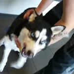 Pies odnaleziony w dniu 28.04. 2025 r. przy ul. Gnieźnieńskiej.