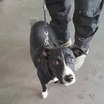 Pies do adopcji, Olsztyn, 10 kwietnia 2025