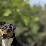 Pies do adopcji, Pieczyska, 30 kwietnia 2025