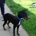 Znaleziono psa, Szczecin, 30 kwietnia 2025