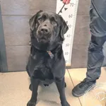 Przyjęty: 2025-04-29 Gmina: Andrychów Płeć: Pies Opis: labrador, czarne