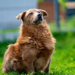 Pies do adopcji, Racławice, 26 kwietnia 2025