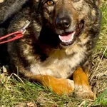 Oddam psa, Gdańsk, 30 kwietnia 2025