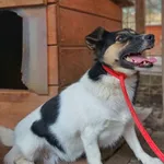 Oddam psa, Gdańsk, 30 kwietnia 2025