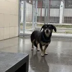 Pies do adopcji, Kraków, 16 kwietnia 2025