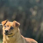 Pies do adopcji, Pieczyska, 30 kwietnia 2025