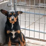 Pies do adopcji, Racławice, 27 kwietnia 2025