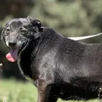 Imię: Bonia Chip: 616093902545961 Płeć : Samica Wiek: czerwiec 2012 Wielkość: mały Dzieci: w wieku szkolnym Kastracja/sterylizacja: tak Inne Psy: akceptuje inne psy Charakter: Bonia to miła spokojna s