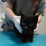 Znaleziono kota, Szczecin, 30 kwietnia 2025