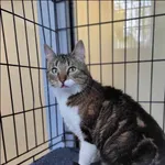 Znaleziono kota, Grudziądz, 1 maja 2025